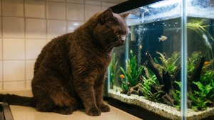 Fish Gazing Cymric