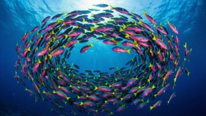 Fish Swirl