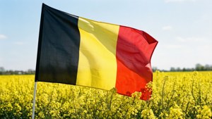 Flag in Yellow Flower Field