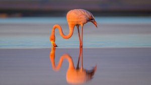 Flamingo Drinking Reflection