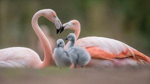 Flamingo Family Bonding