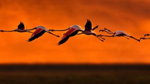 Flamingo Flight Formation