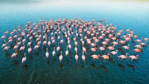 Flamingo Haven at Nakuru