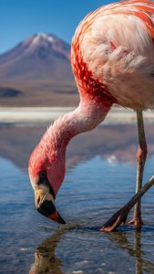 Flamingo Lagoon