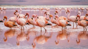 Flamingo Lagoon
