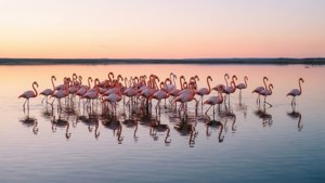 Flamingo Lake Sunrise