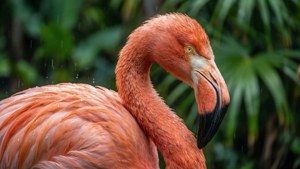 Flamingo Miami Flair