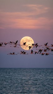 Flamingo Moon Dusk