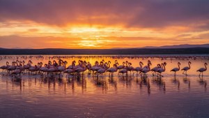 Flamingo Sunset