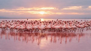 Flamingo Sunset