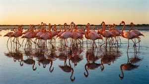 Flamingo Sunset Serenity