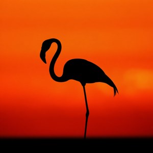 Flamingo Sunset Silhouette