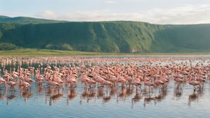 Flamingos at Lake Manyara
