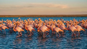 Flamingos at Tengiz