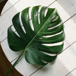 Flat Lay Monstera Leaf