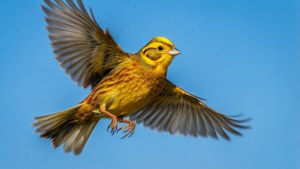 Flight of Beauty