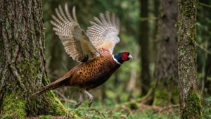 Flight Through Forest