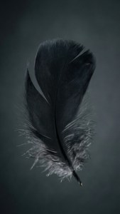 Floating Black Feather