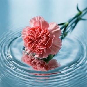 Floating Carnations Water