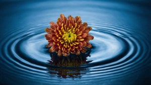 Floating Chrysanthemum Reflection