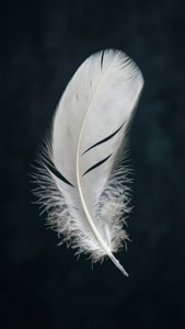 Floating Feather