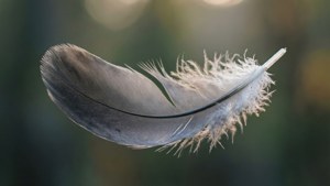 Floating Gray Feather