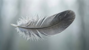 Floating Grey Feather