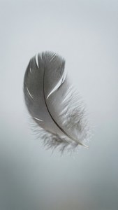 Floating Grey Feather