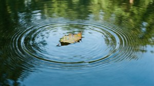 Floating Leaf