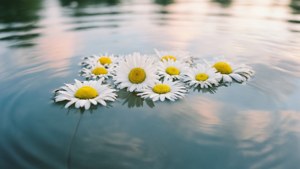 Floating Marguerite Dreams