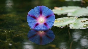 Floating on Pond
