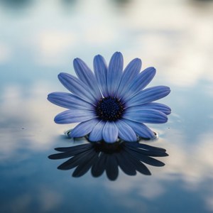 Floating Serenity