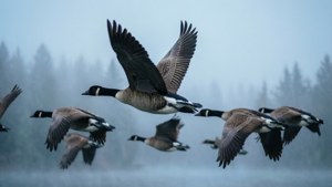 Flock in Flight