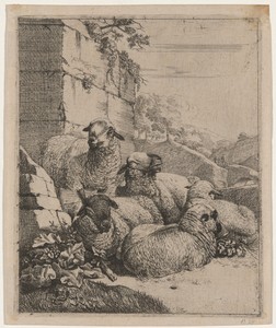 Flock of Sheep Resting