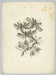 Floral Fantasy, "Fleurs de Gout"