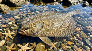 Flounder in Tide Pool