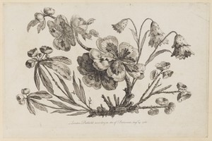 Flower Boughs, from "Recueil de Fleurs de Chinois"
