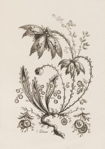 Flower Branch, from "Fleures Persannes"