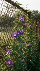 Flower Entwined Fence