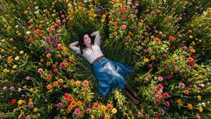Flower Field Above