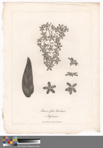 Flower of the Banksia Abissinica