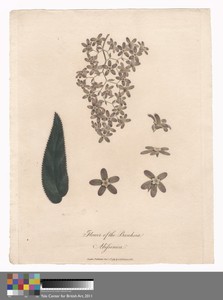 Flower of the Banksia Abissinica