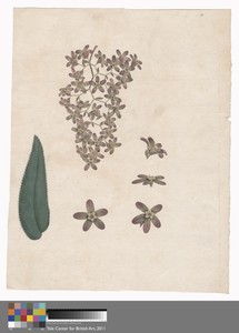Flower of the Banksia Abissinica
