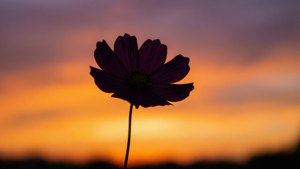 Flower Sunset