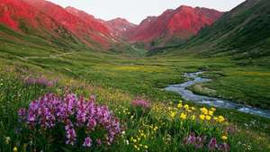 Flower Valley