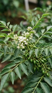 Flowering Curry Berry