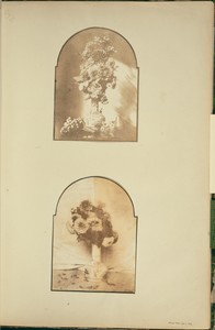 [Flowers in a Vase]