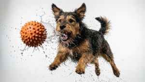 Flying Fetch Toy