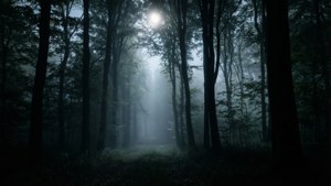 Foggy Dark Forest