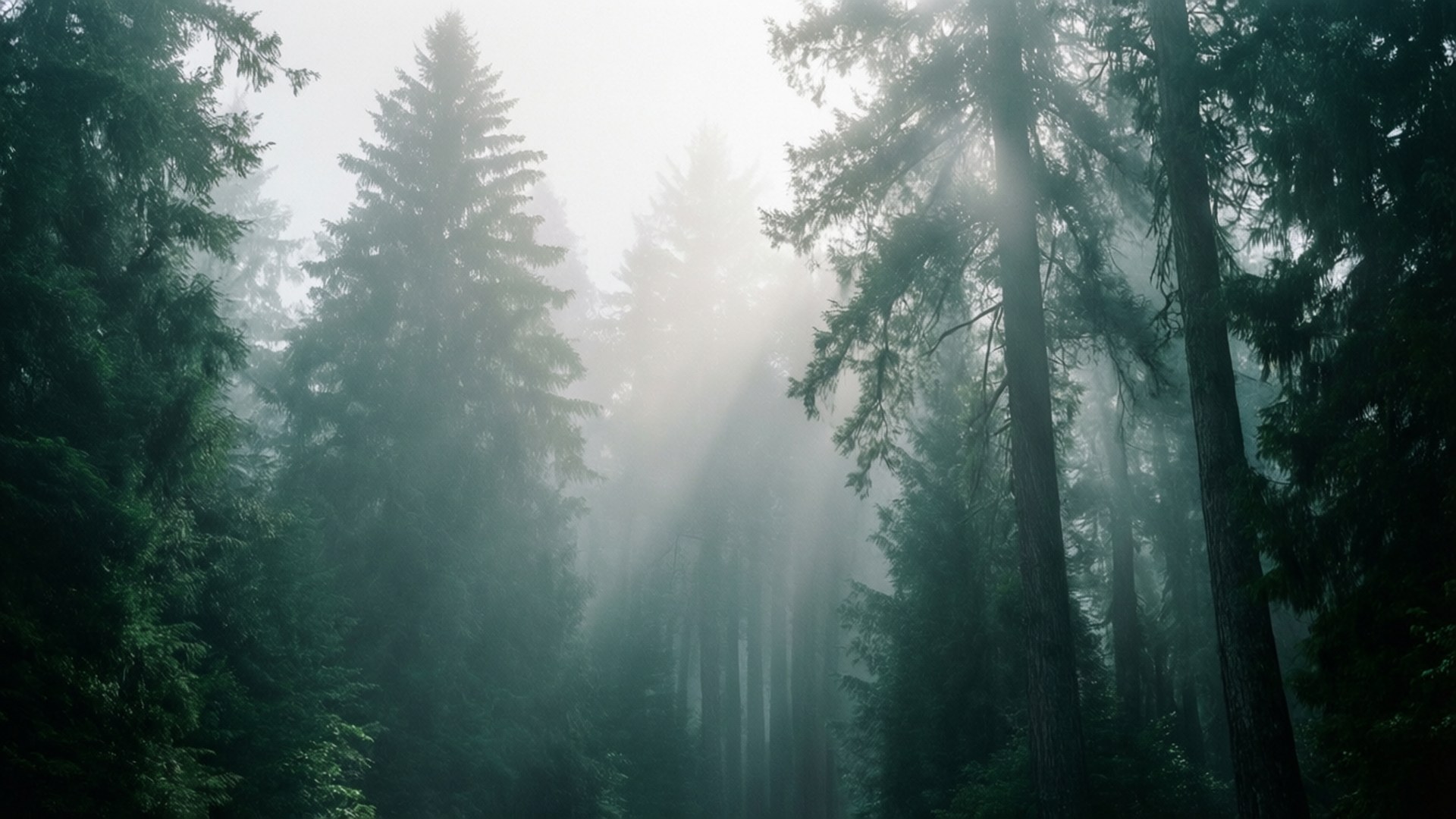 Foggy Forest Dawn by Wallpapers.art Studio